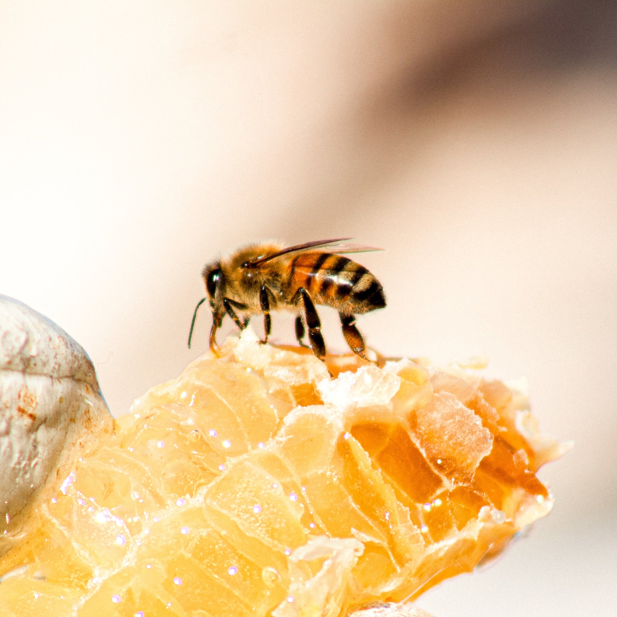 From Hive to Health: Exploring the Many Benefits of Honey