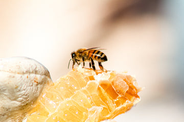 From Hive to Health: Exploring the Many Benefits of Honey